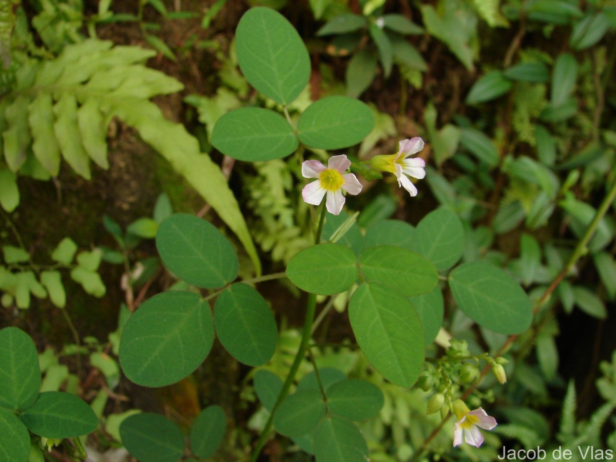 Oxalis barrelieri L.